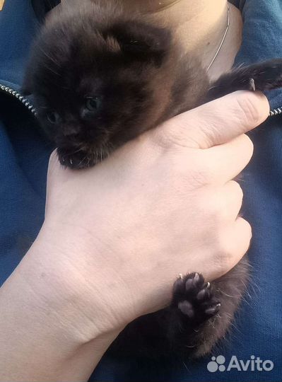 Котята Шотландские