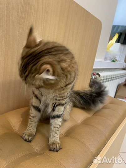 Кошки в добрые руки