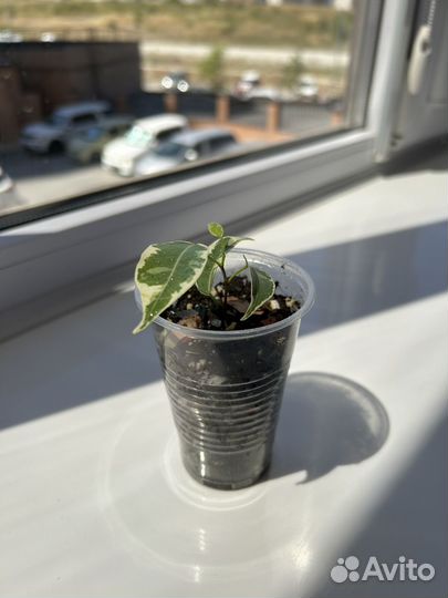 Фикус Бенджамина Голден Кинг