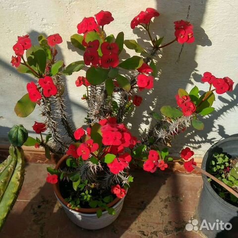 Молочай миля