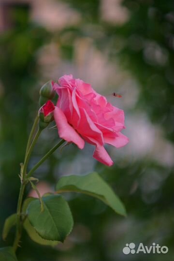 На sony AF 70-210 mm f/ 3.5-4.5 Minolta Япония