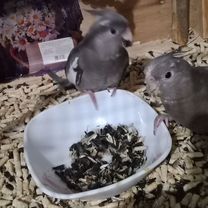 Попугай корелла, Сочи