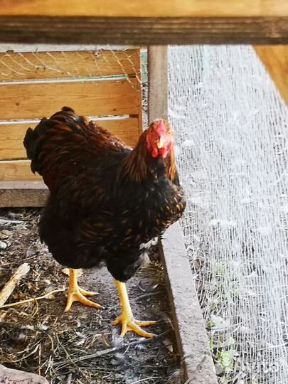 Петух виандот