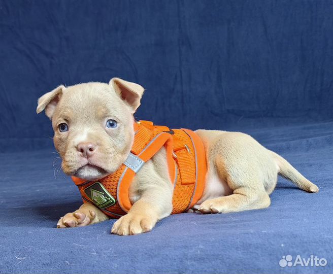 Американский Булли рядом с вами