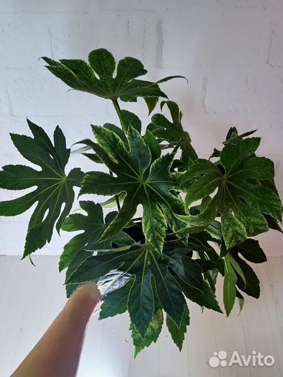 Фатсия вариегата Спайдерс Веб, японская аралия