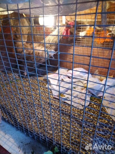 Петух породистый