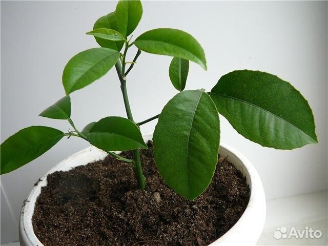 Саженцы лимона