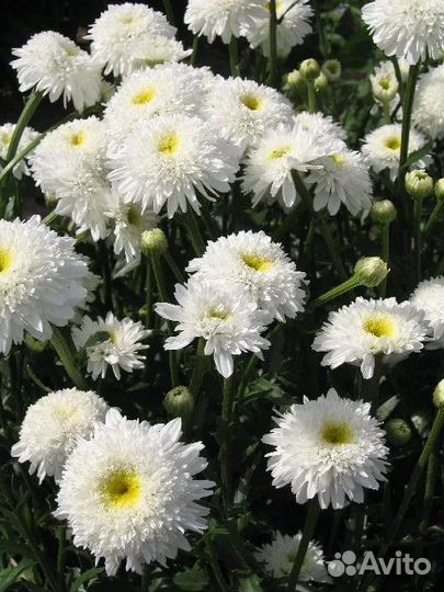 Махровая ромашка Вайлар Суприм