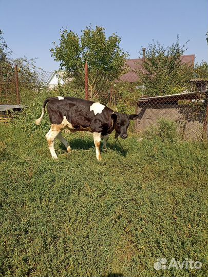 Телочка 1 месяц