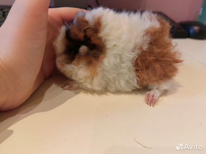 Морская свинка девочки (продаем вместе )