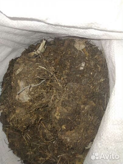 Мельча хвойный опад перегной