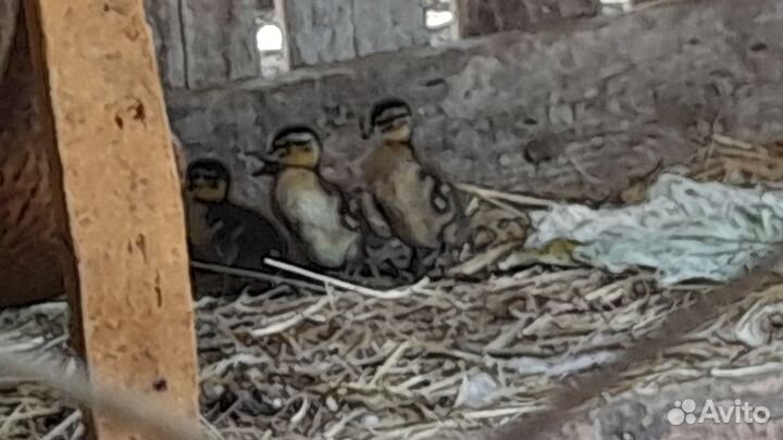 Утки дикие кряква