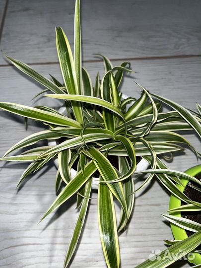 Хлорофитум 2