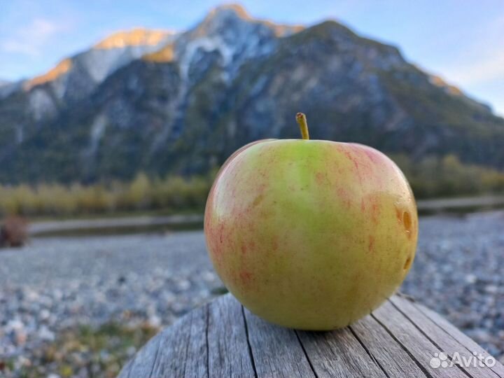 Экскурсии по Алтаю, трансфер