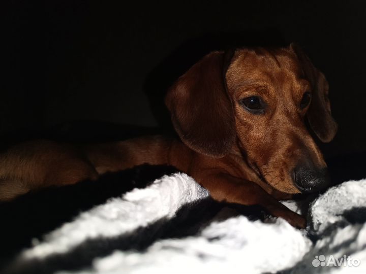 Мальчик такса ищет подружку