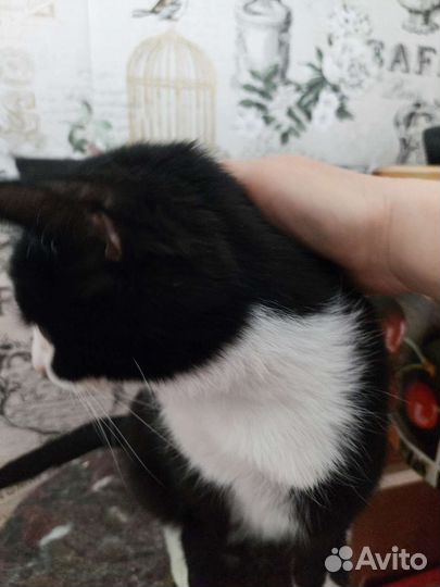 Кошка Мурка в добрые руки