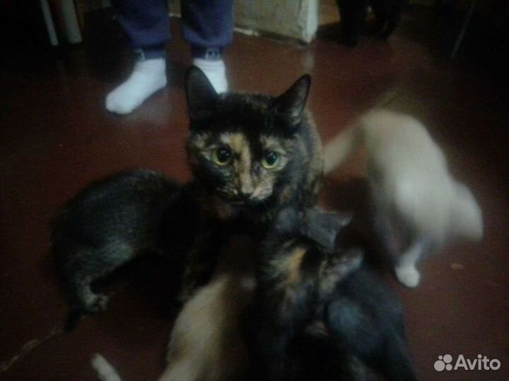 Кошка в дар бесплатно