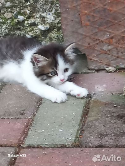 Котята в добрые руки. Трикомочка счастья)