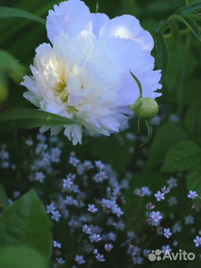 Объектив Yashica Yashinon DS-М 50mm f1.7, М42