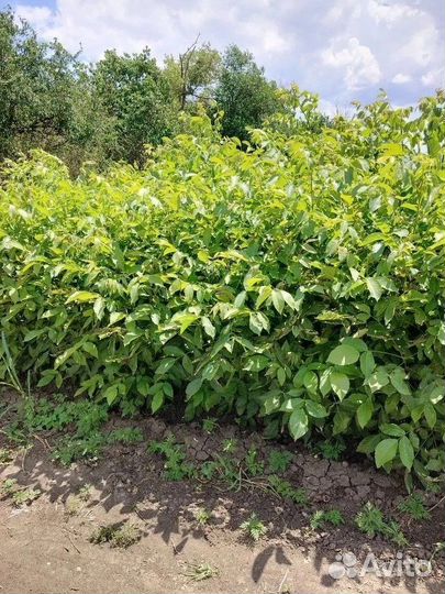 Грецкий орех