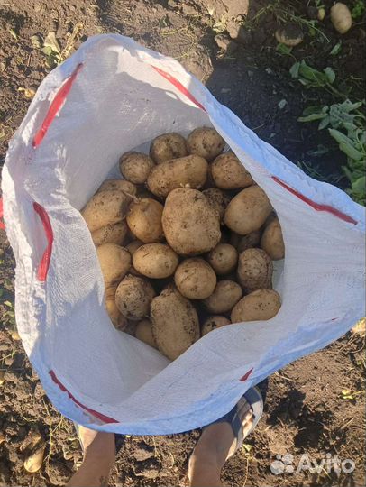 Продам картофель