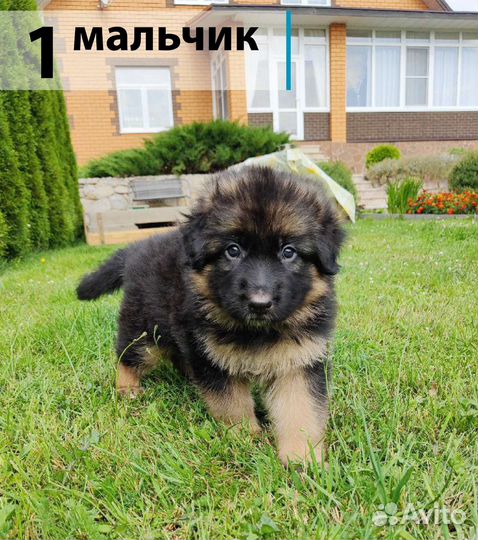 Щенки немецкой овчарки длинношерстной