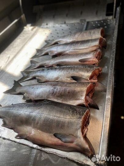 Горбуша пбг 2023г. (Сахалинская)