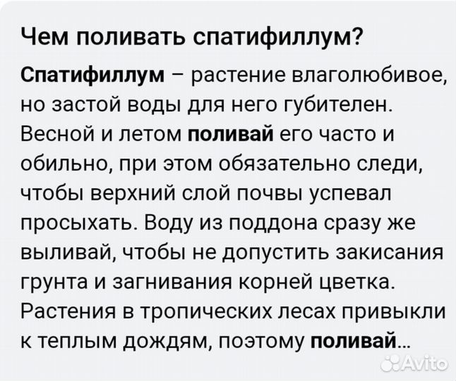 Спатифиллум