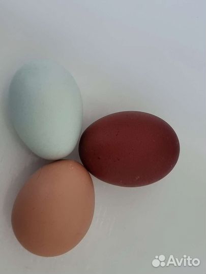 Куры цыплята