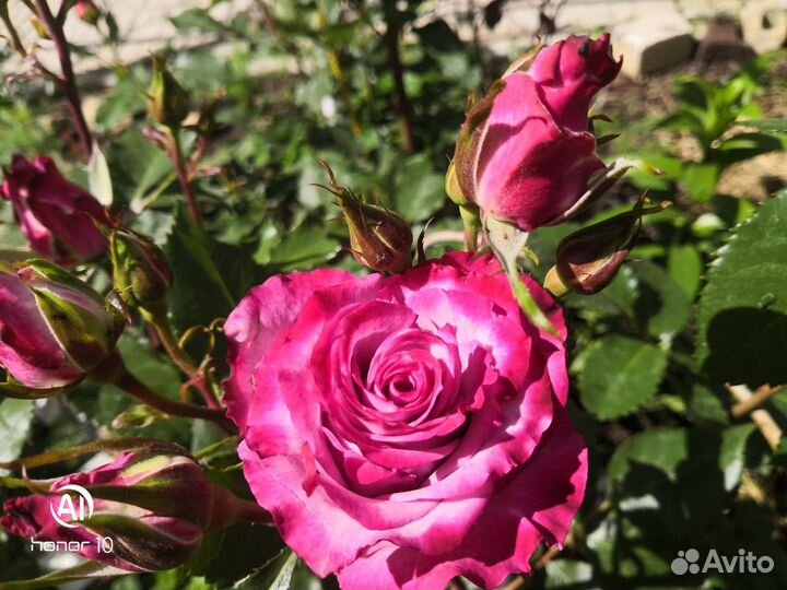 Продаю розы