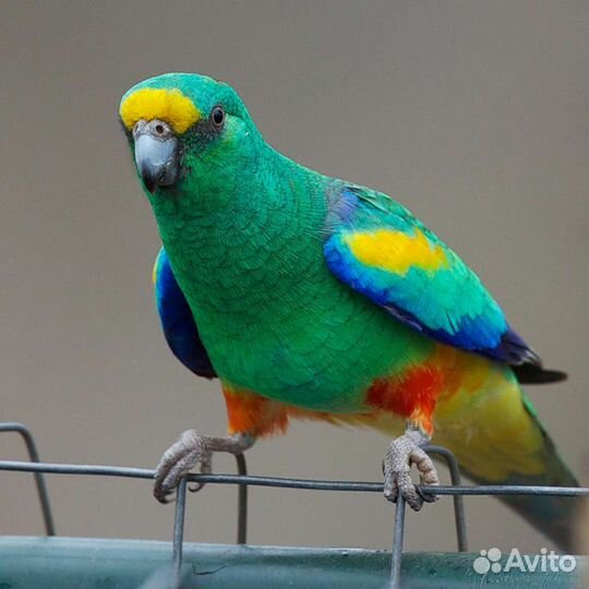 Разноцветные певчие попугаи