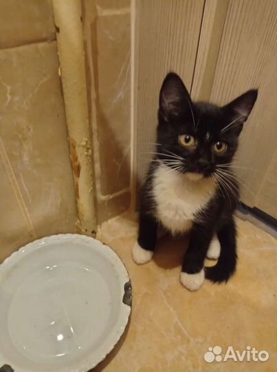 Красавец котик в добрые ручки