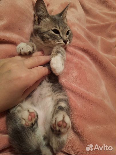 Котенок мальчик