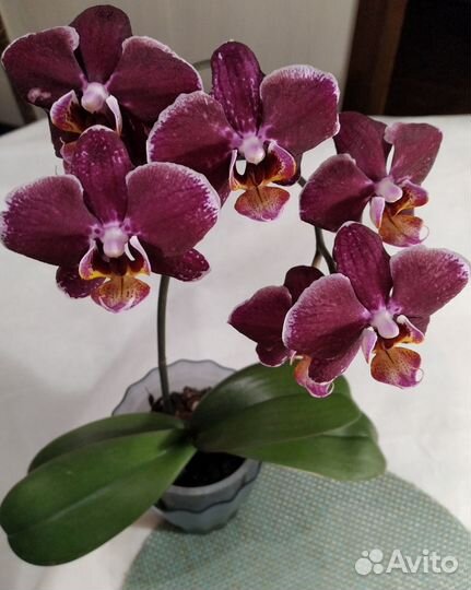 Редкие фаленопсисы Горизонт Дебора Монро и другие