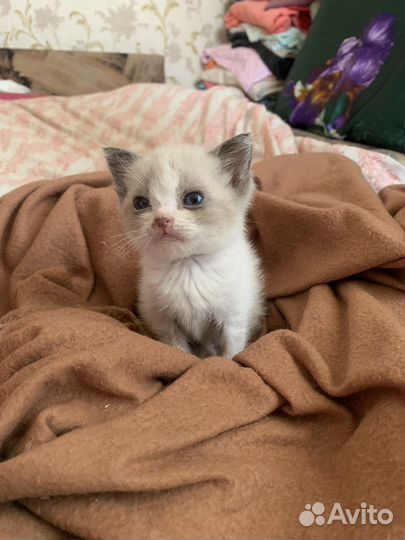 Крестовское чудо. Котик с историей