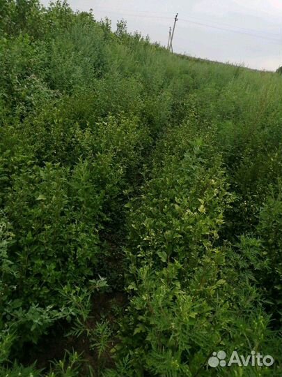 Гибискус 2х летние на горшок или Озеленение