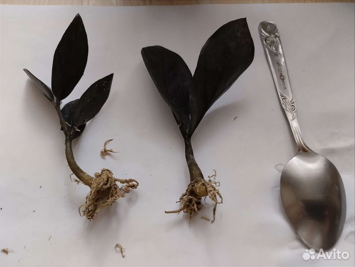 Замиокулькас черный равен