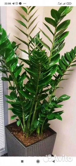 Замиокулькас или долларовое дерево