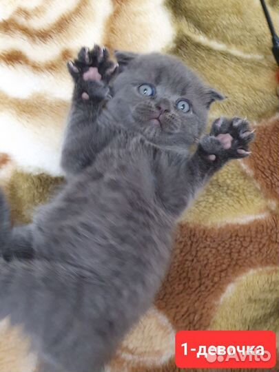 Шотландские котята