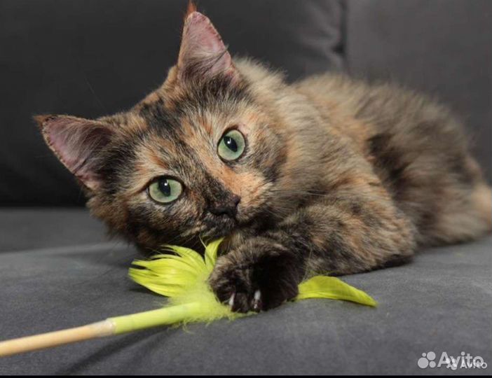 Платная передержка кошек