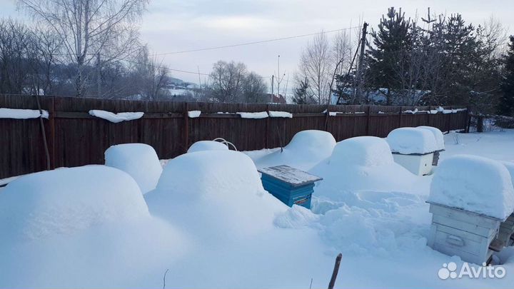 Пчелы и улья