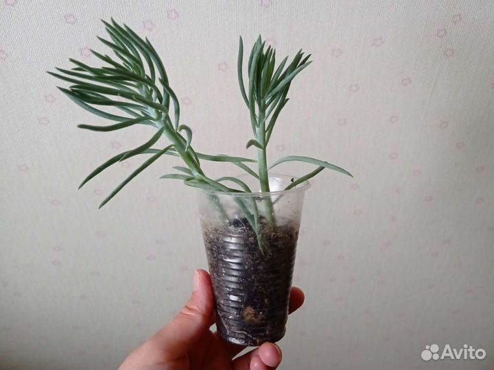 Джинура, мандарин, крестовник Роули, суккуленты