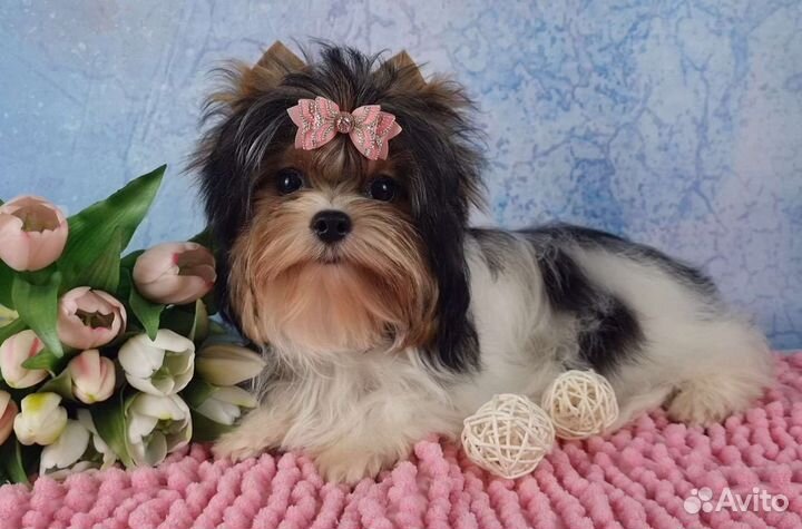 Очень красивая девочка стандартного размера