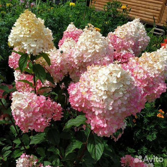 Гортензия сандей фрайз