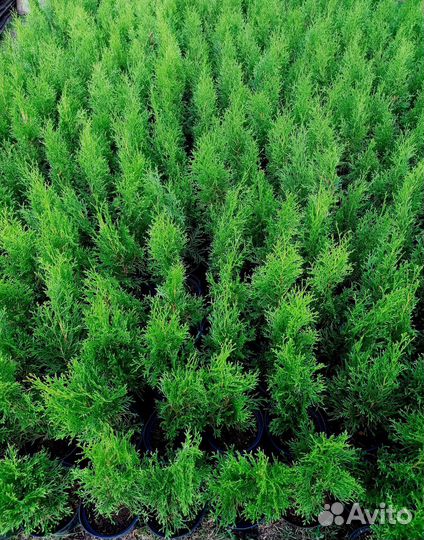 Туя Смарагд 50-60см