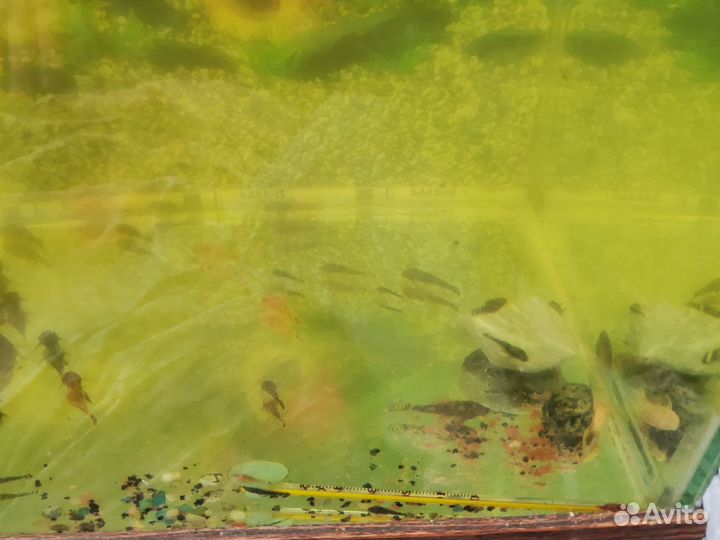 Аквариумные рыбки сомики анцитрусы