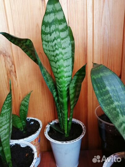 Сансевиерия