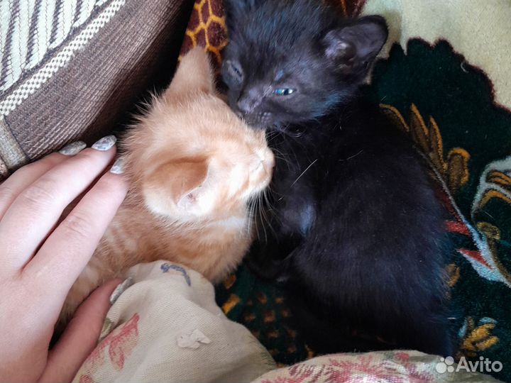 Отдам котят в добрые руки