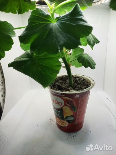 Цветы комнатные