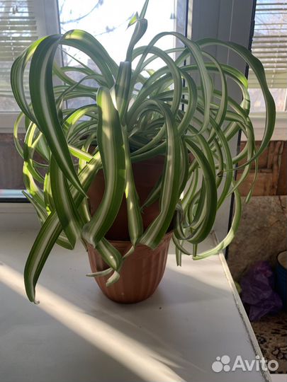 Хлорофитум